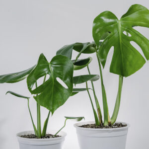 Philodendro Monstera Deliciosa