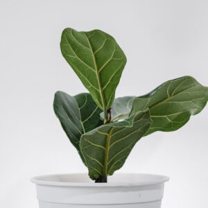 Ficus Lyrata