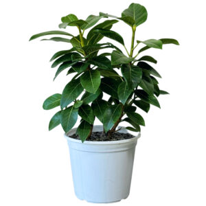 Ficus Altissima