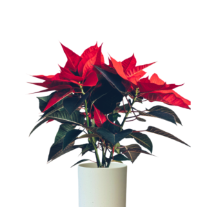 Poinsettia (Flor de Navidad )