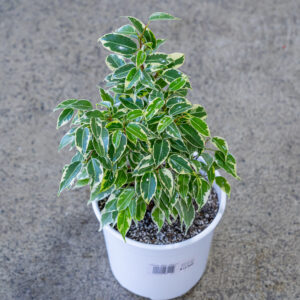 Ficus Mini Twilly