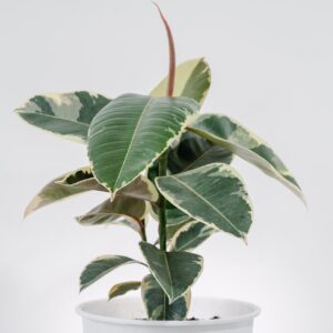 Ficus Tineke