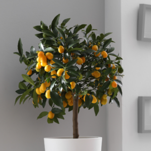 Kumquat