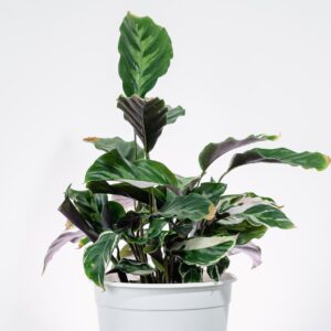 Calathea white fusion