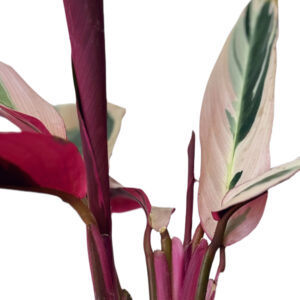 CALATHEA STROMANTHE TRIOSTAR