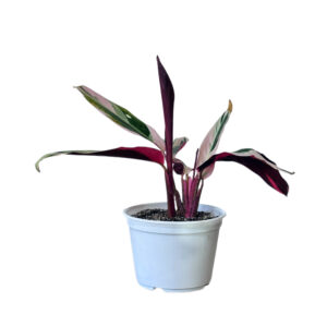 CALATHEA STROMANTHE TRIOSTAR