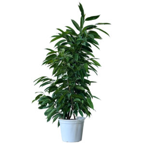 FICUS ALLI