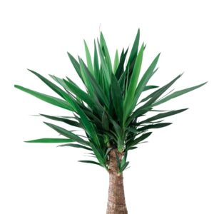 YUCCA