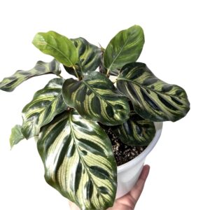 CALATHEA MAKOYANA