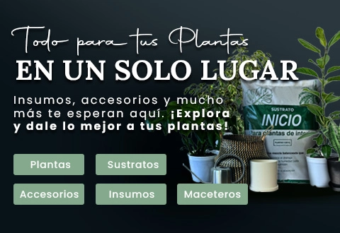 Plantas de interior