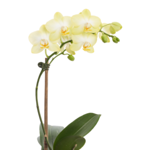 ORQUÍDEA PHALAENOPSIS